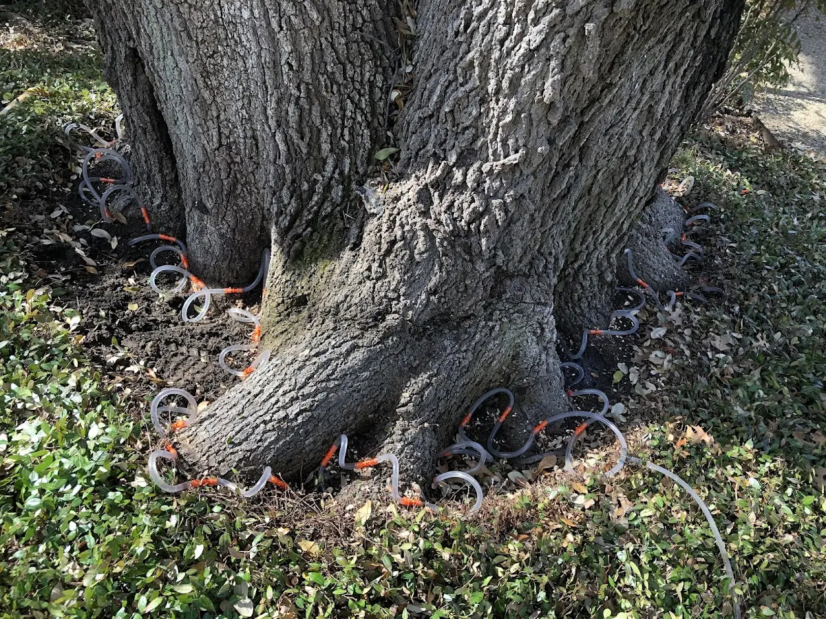 Detailed Tree Cabling and Bracing job site in Devol