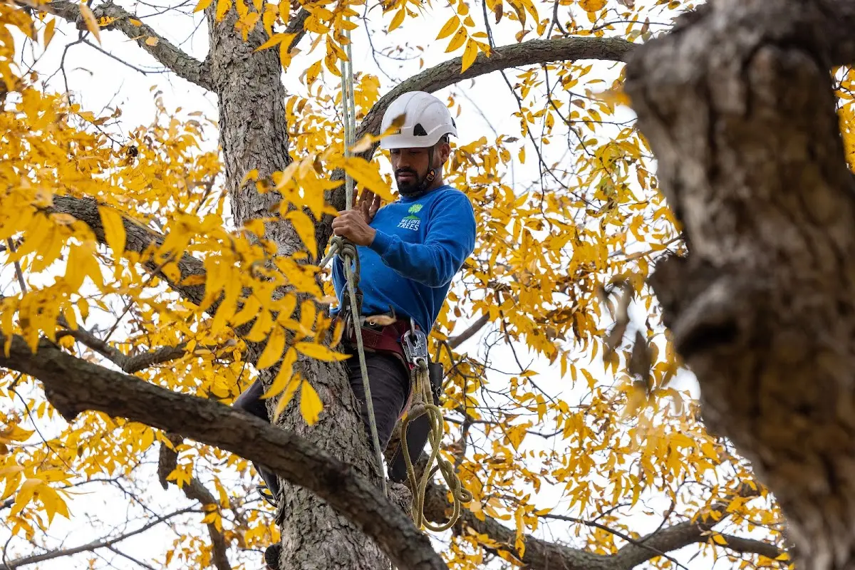 Skilled Tree Transplanting crew working in Devol